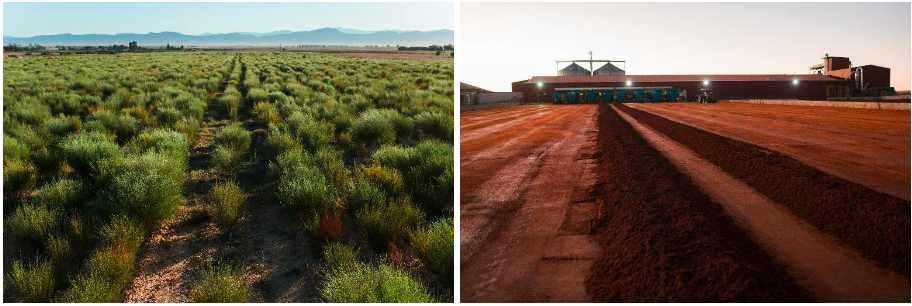 exploitation-rooibos-rouge-bio-afrique-du-sud