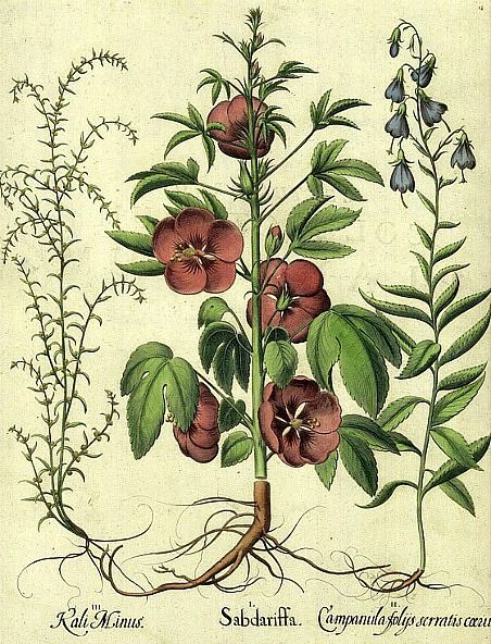 fleurs-hibiscus-bio
