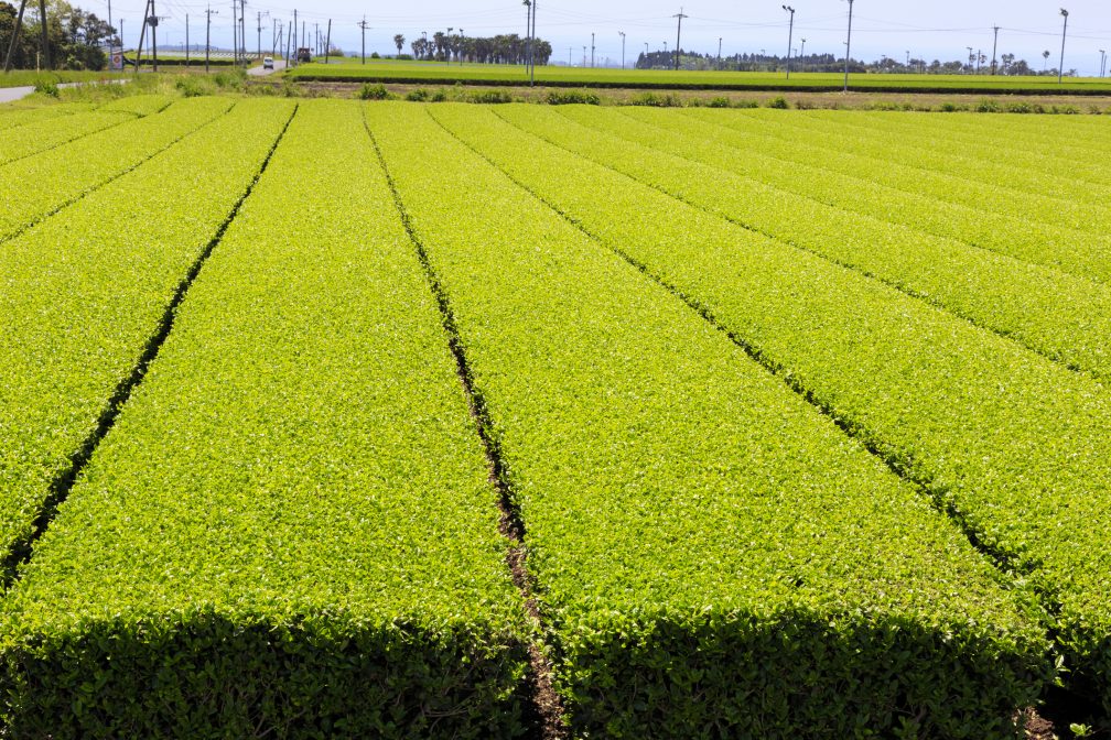 jardin-genmaicha-japon