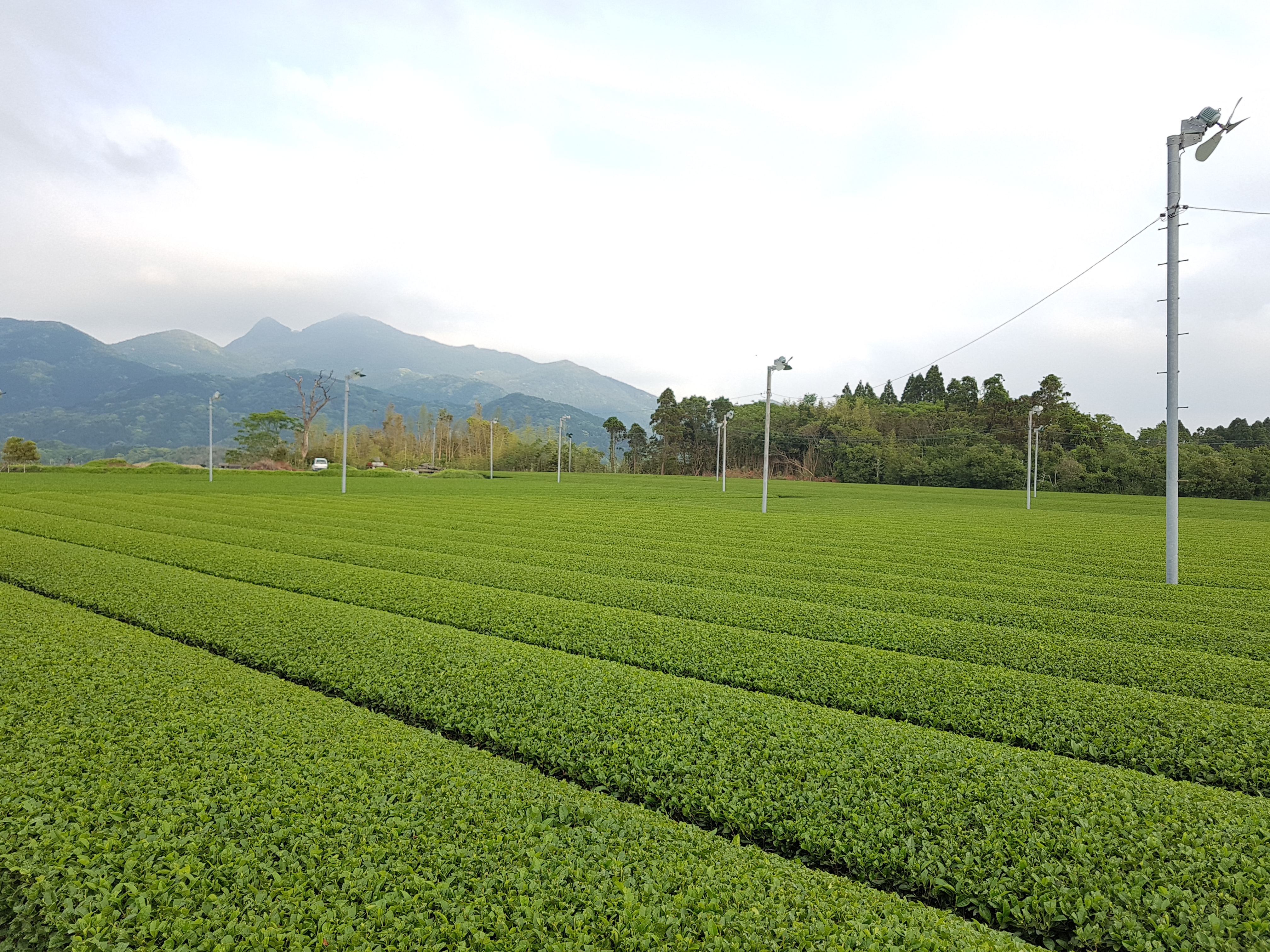 Gyokuro Uji : Aussi appelé le « thé des empereurs » est un thé moelleux et une puissance aromatique impressionnante.