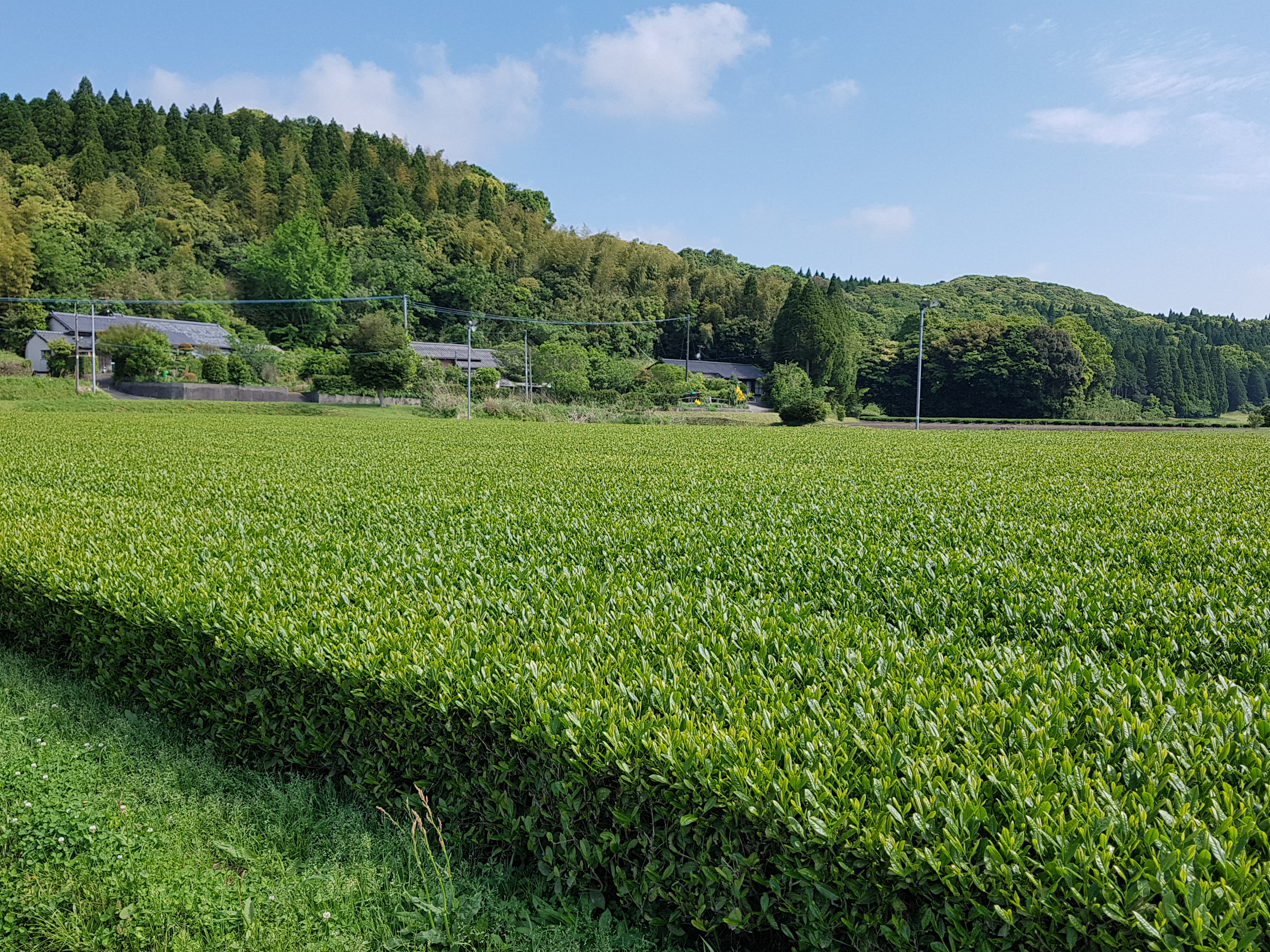 jardin-the-vert-hojicha-japon