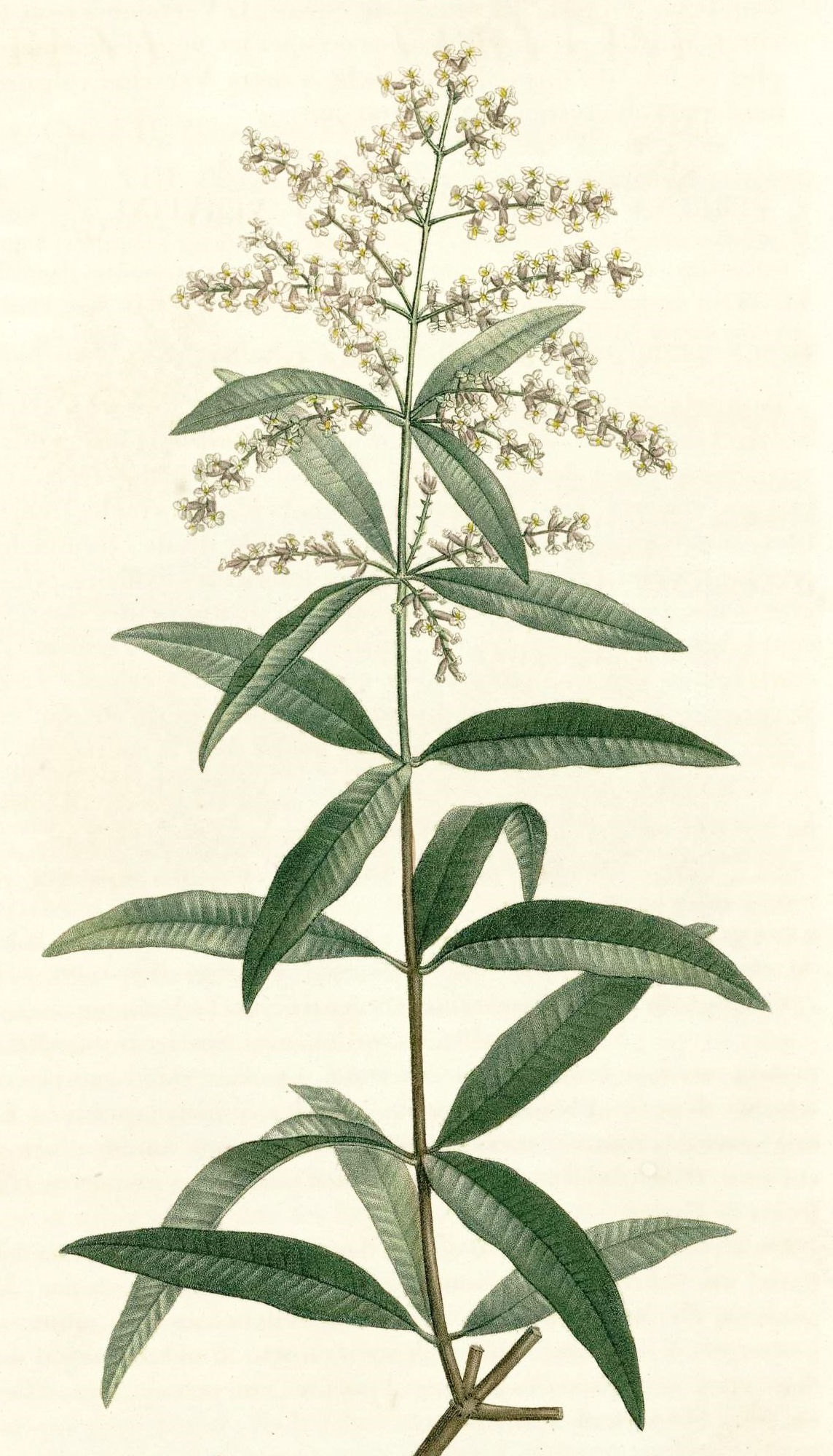 Infusion verveine feuille bio en vrac - Cook - Herbier de France