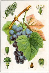 vigne-rouge-bio-france